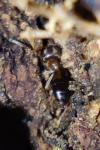 Lasius brunneus