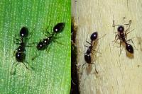 Monomorium carbonarium