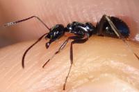 Formica gagates