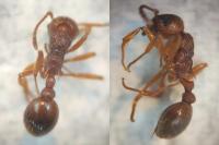 Myrmica ruginodis
