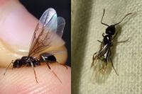 Lasius fuliginosus