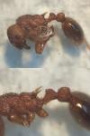 Myrmica specioides