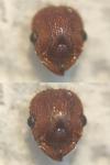 Myrmica specioides