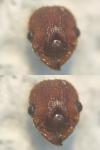 Myrmica specioides