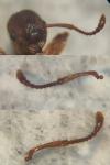 Myrmica specioides