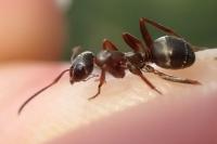 Formica cunicularia