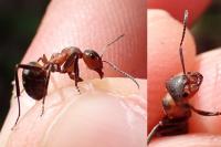 Formica pratensis