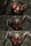 Formica pratensis