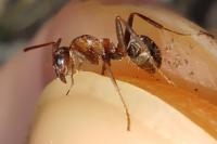 Formica cunicularia