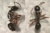 Camponotus fallax