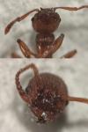 Myrmica