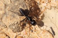 Camponotus vagus