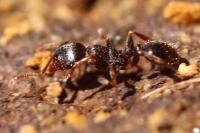 Tetramorium