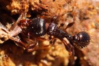 Tetramorium
