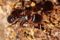 Tetramorium