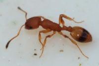 Temnothorax unifasciatus