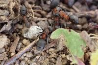Formica pratensis