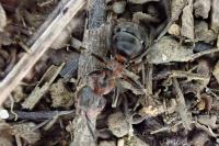 Formica pratensis