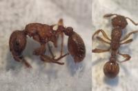 Myrmica specioides
