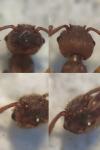 Myrmica specioides