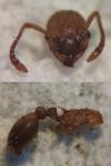 Myrmica specioides