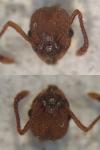 Myrmica specioides