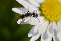 Formica fusca