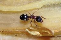 Dolichoderus quadripunctatus