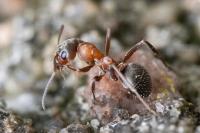 Formica rufibarbis