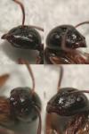 Camponotus fallax