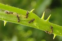 Lasius niger