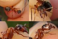 Formica rufibarbis