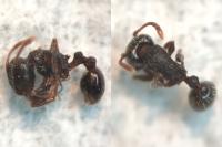 Tetramorium moravicum