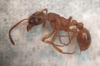 Myrmica ruginodis