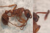 Myrmica ruginodis