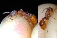 Myrmica gallienii
