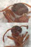 Myrmica gallienii