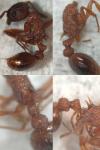 Myrmica gallienii