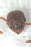 Myrmica gallienii