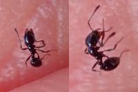 Monomorium carbonarium