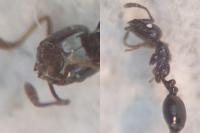 Monomorium carbonarium