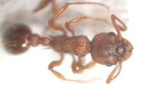 Myrmica sabuleti