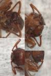 Myrmica sabuleti