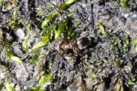 Lasius brunneus