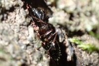 Camponotus fallax