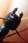 Camponotus fallax