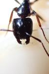 Camponotus fallax
