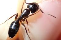 Camponotus fallax