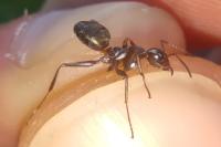 Formica cunicularia