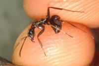 Formica cunicularia